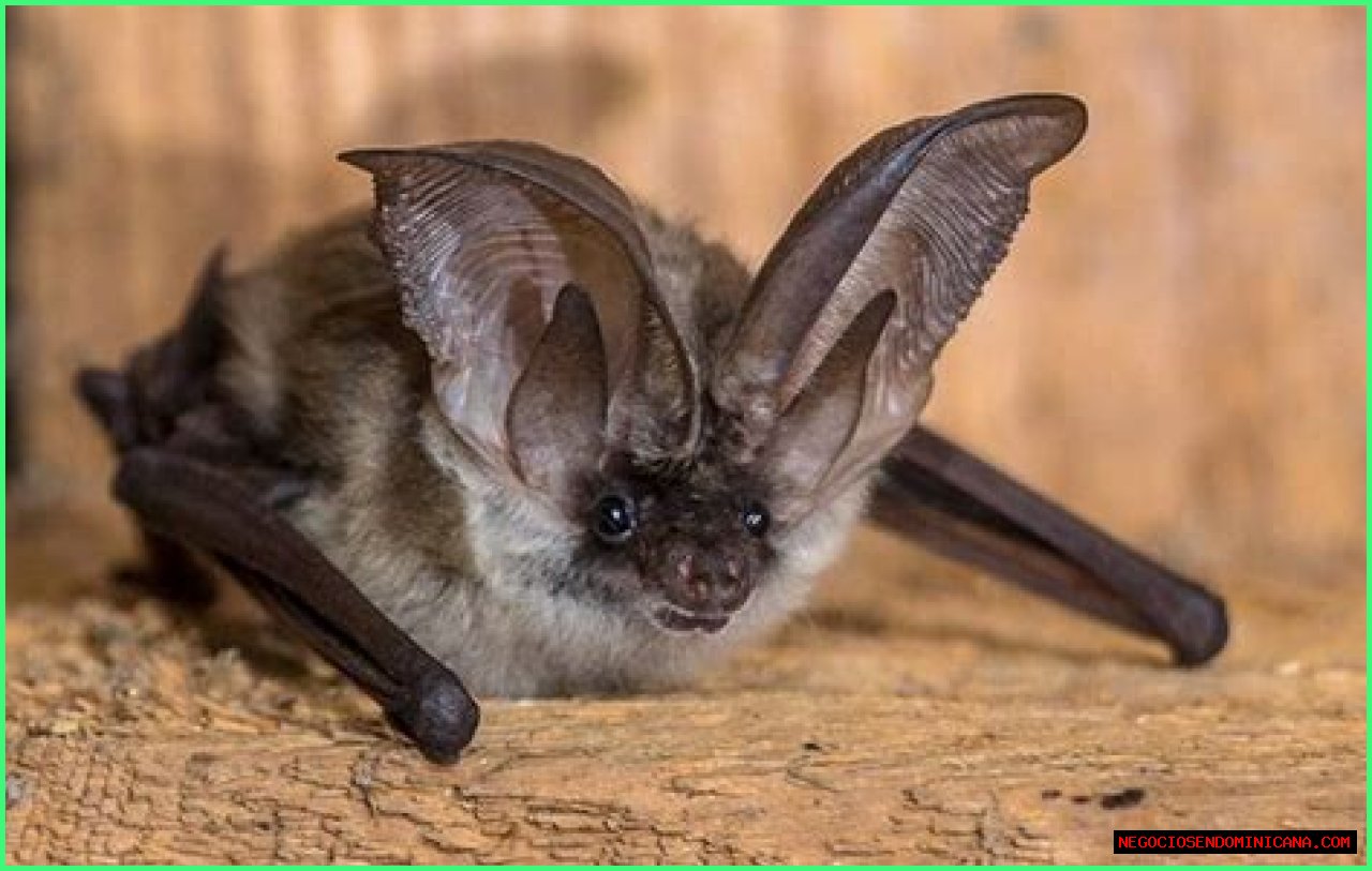 10 Crazy Facts About Bats