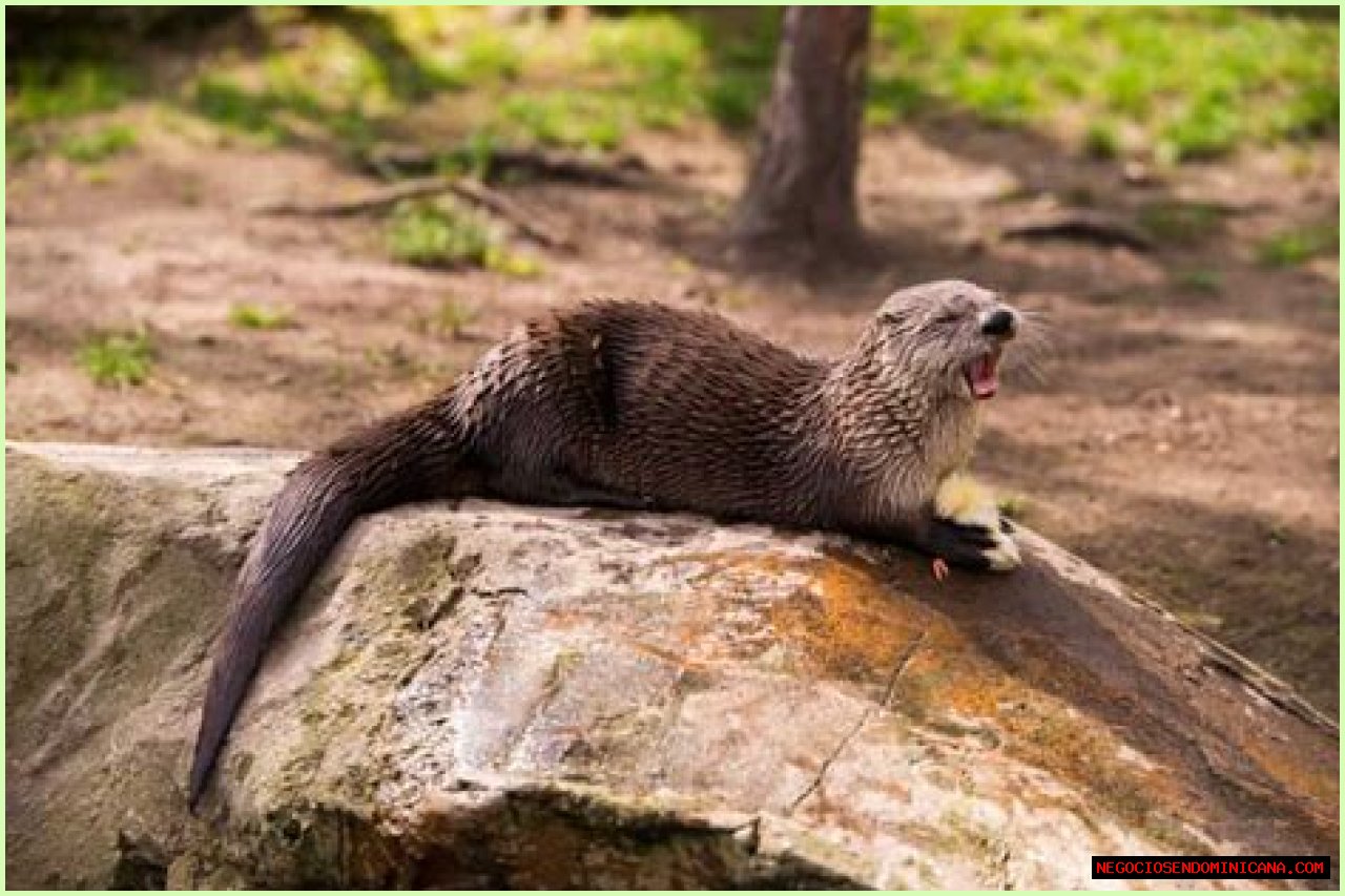 10 Terrifying And Deadly Predators You've Never Heard Of