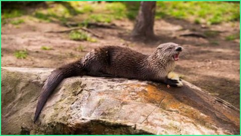 10 Terrifying And Deadly Predators You've Never Heard Of