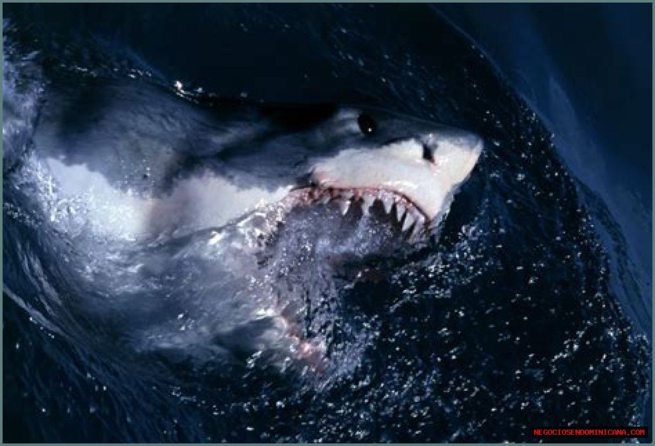15 Animals Surprisingly More Deadly Than Sharks