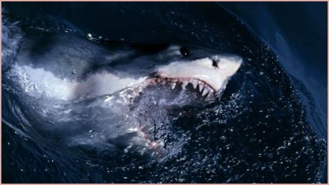 15 Animals Surprisingly More Deadly Than Sharks