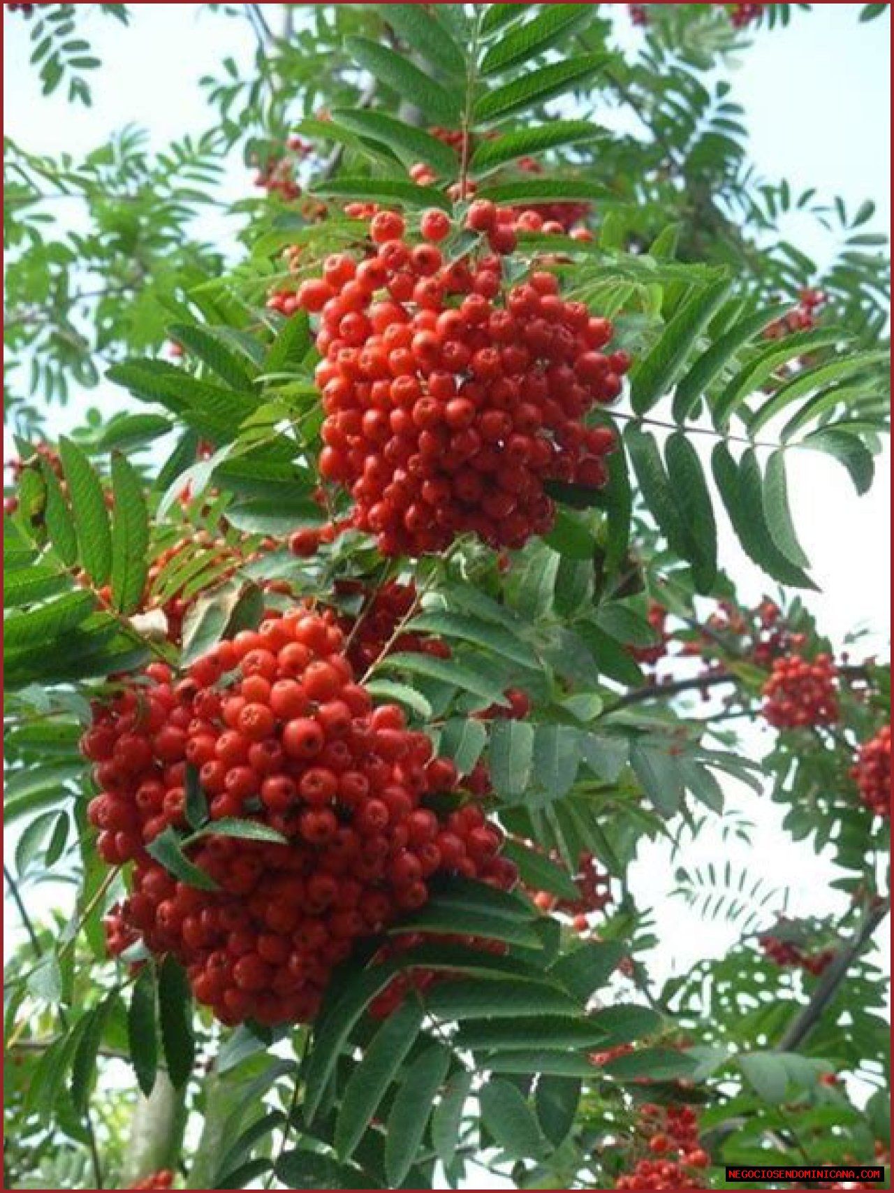 Celtic Zodiac: Rowan Tree - SunSigns.Org