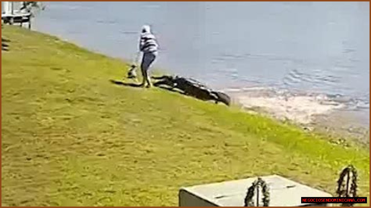 
                              New Graphic Video of Man Losing Arm in Alligator Attack
                    
                          Alligator Attack
                          Gator Armed to the Teeth ...
                          Brutal Attack Caught on Video
                      
        
        
          
                        
              
                
                                  3.3K
                              
            
            
              
                
              
            
          

                      5/22/2023 4:32 PM PT
                  
      
