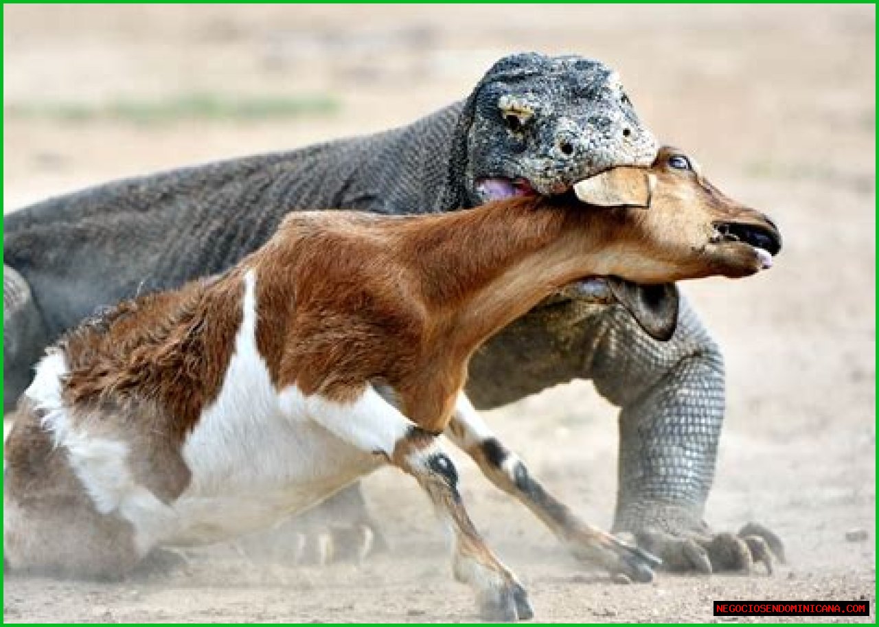 These 9 Adorable Animals Should Actually Terrify You