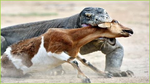 These 9 Adorable Animals Should Actually Terrify You