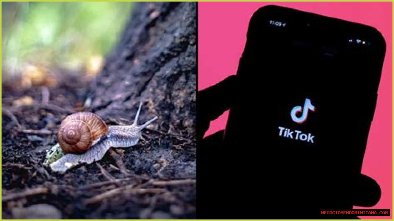TikTok snail meme: Immortal snail trend explained